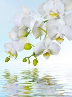 Б1-244 Орхидея над водой