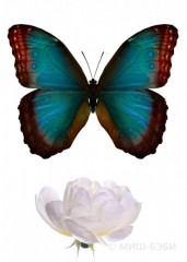 Лазурная бабочка