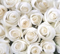В1-091 Розы белые