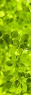 Фотообои Зеленые листья