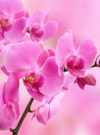 В1-089 Орхидея розовая