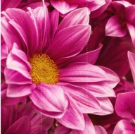 Фотообои "Цветы хризантемы" Moda Interio, 3 листа