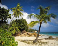 Фотообои «Пальмы, пляж, море» 8-885 Praslin