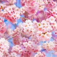 Фотообои "Цветы сакуры" Moda Interio, 3 листа