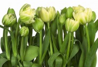 Фотообои Komar 8-900 "Tulips"