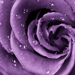 А2-038 Роза фиолет