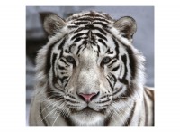 Фотообои Белый тигр 31-0006-NB