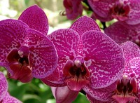 Б1-318 Орхидея