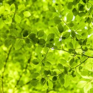 Фотообои Зеленые листья 3