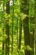 Фотообои Кленовый лес, 3 листа