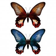 Бабочки Дуэт