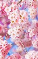 Фотообои "Цветы сакуры" Moda Interio, 2 листа
