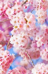 Фотообои "Цветы сакуры" Moda Interio, 2 листа