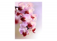 Фотообои Ветка орхидеи 21-0007-FR