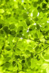 Фотообои Зеленые листья 2