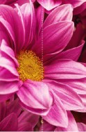 Фотообои "Цветы хризантемы" Moda Interio, 2 листа