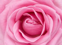 Б1-325 Розовая роза