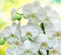 В1-085 Белые орхидеи