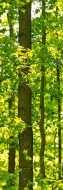 Фотообои Кленовый лес