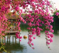 В1-077 Цветущие ветви в саду Китая