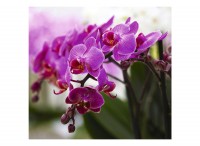 Фотообои Прекрасные орхидеи 31-0066-FV