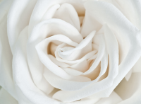 А2-061 Роза белая