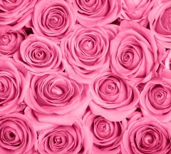 В1-092 Розы розовые фон